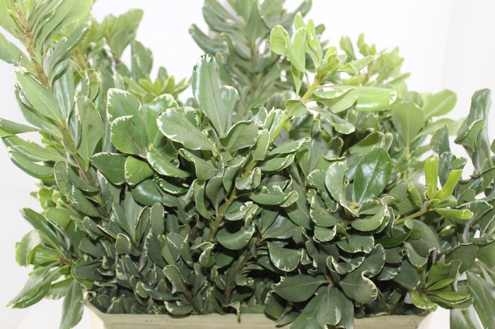 <h4>FOLHAGEM PITOSPORO VARIEGATO 050 CM</h4>