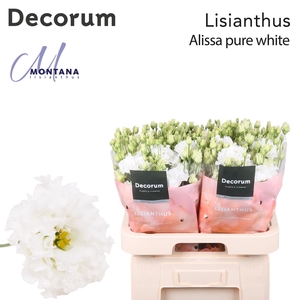 Lisianthus Alissa pure white 70cm