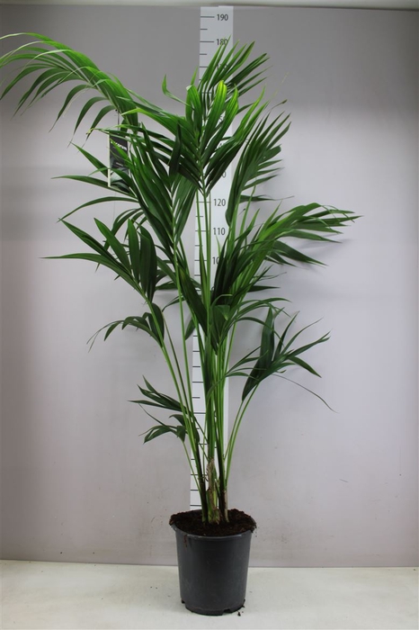 <h4>Howea Forsteriana 150cm (kentia)</h4>