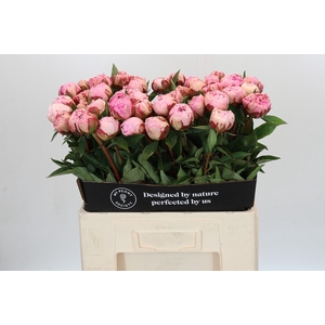 Paeonia Sarah Bernhardt