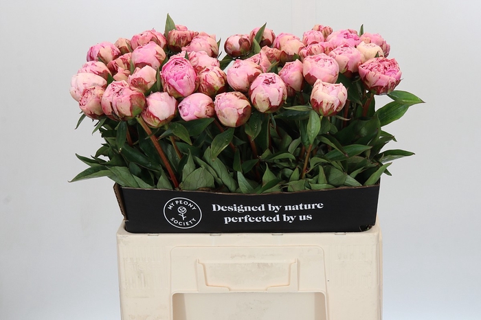 Paeonia Sarah Bernhardt