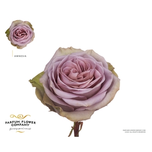 Rosa Premium Amnesia