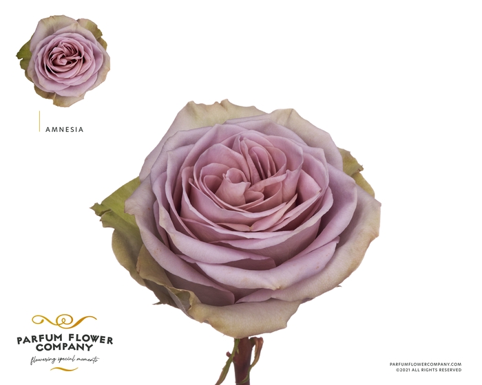 <h4>Rosa Premium Amnesia</h4>