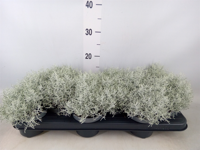 <h4>Leucophyta brownii</h4>