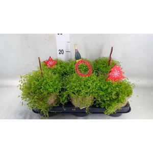 Soleirolia soleirolii   ...green