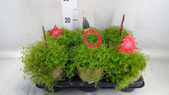 <h4>Soleirolia soleirolii ...green</h4>