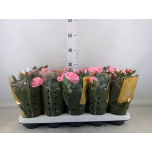 Rosa  'Adele Kordana Grande'
