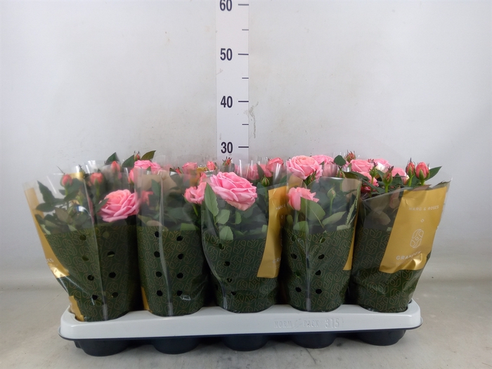 <h4>Rosa  'Adele Kordana Grande'</h4>