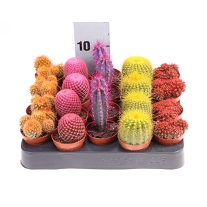 Cactus ...