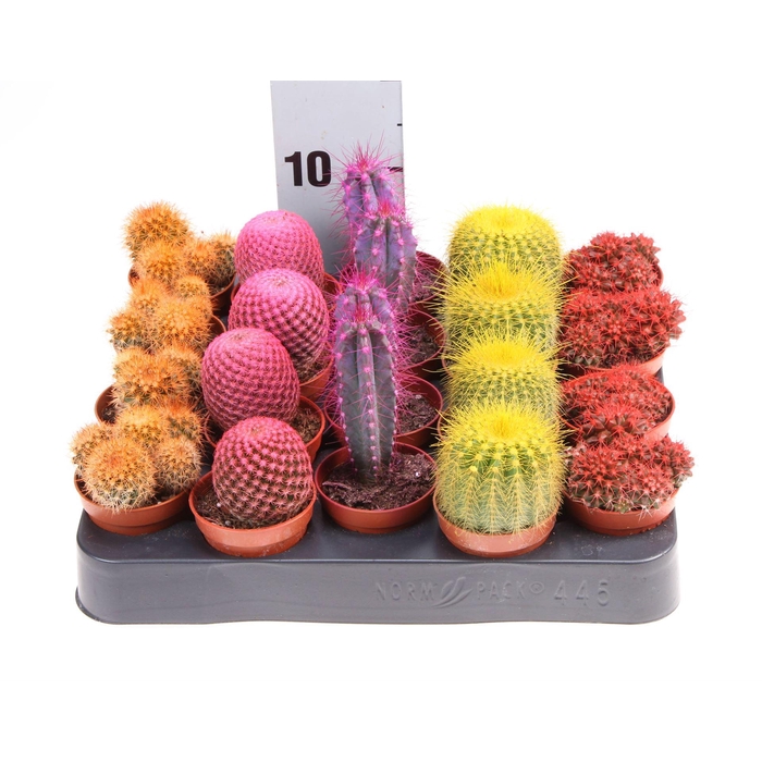 <h4>Cactus   ...</h4>