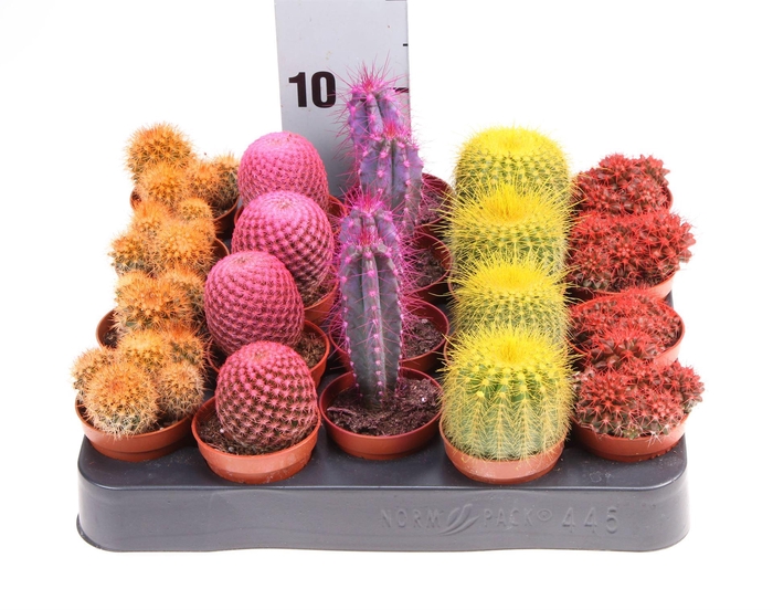 <h4>Cactus ...</h4>
