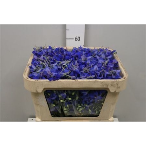 Delphinium EN 'Volkerfrieden'