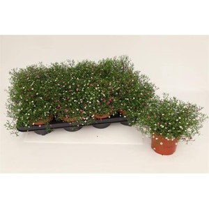 GYPS MURALIS GEM POT