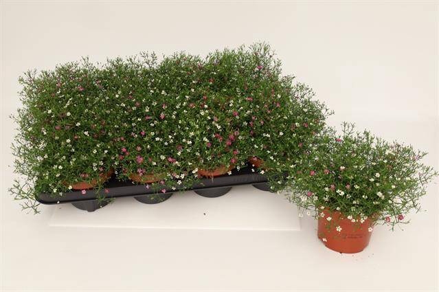 <h4>GYPS MURALIS GEM POT</h4>
