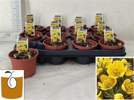 <h4>Eranthis Hyemalis</h4>