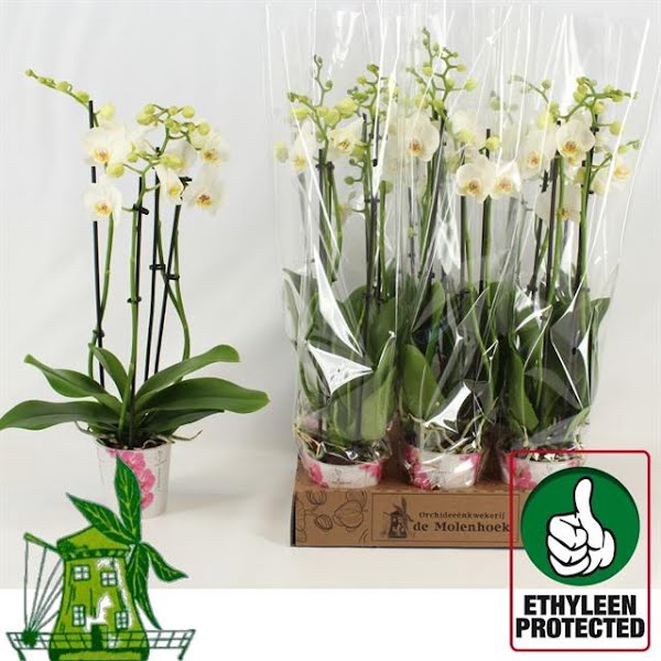 <h4>Phalaenopsis Folkestone (4-Spike)</h4>