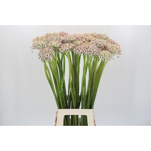 Allium Silverspring