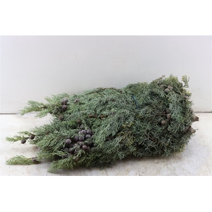 Arizonica Cupressus 5kg P Pak Kort