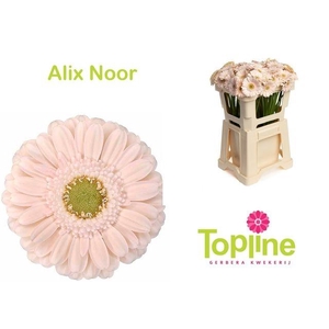 GERMINI ALIX NOOR chambre