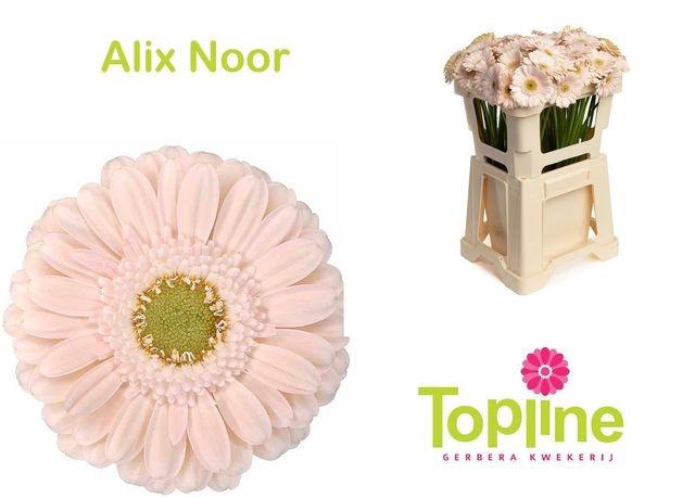 <h4>GERMINI ALIX NOOR chambre</h4>