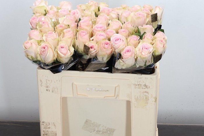 <h4>R Gr Andina+</h4>