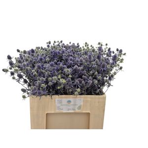 ERYN PL BLUE GLITT