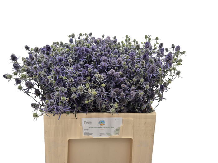 <h4>ERYN PL BLUE GLITT</h4>