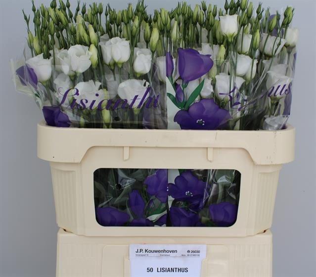<h4>Eus E Picco White</h4>