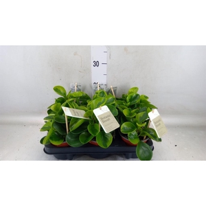 Peperomia