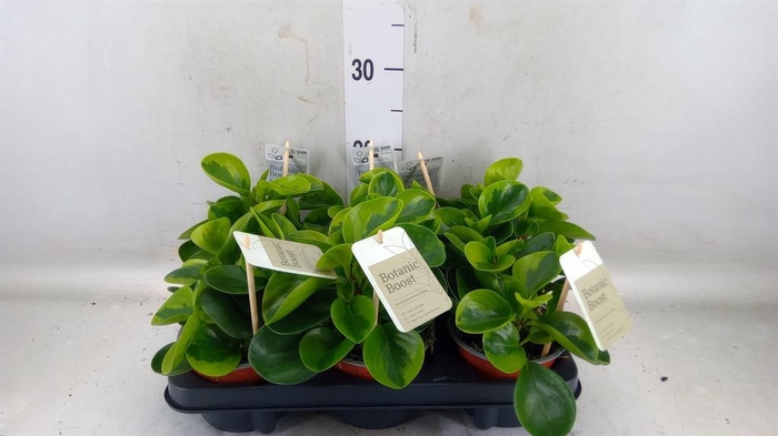 <h4>Peperomia</h4>