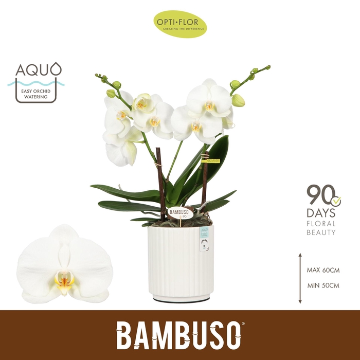 <h4>Bambuso Sequoia >2 spike in Molise White Aquo</h4>