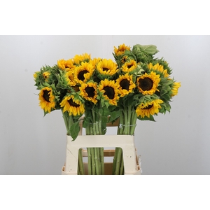 Helianthus Orange Fire