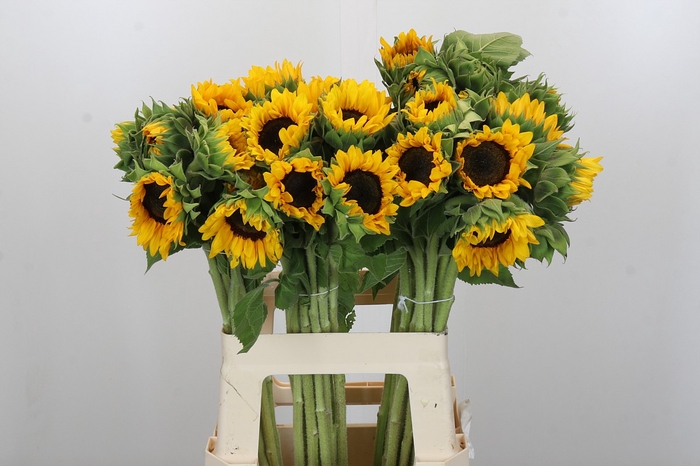 Helianthus Orange Fire