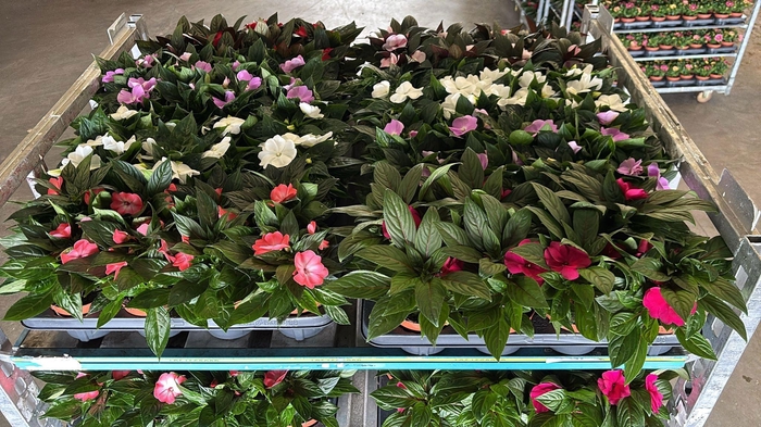 <h4>IMPAT NG MIXK 6 KL</h4>