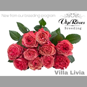 R GR OV VIP NEW VILLA LIVIA