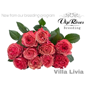 R GR OV VIP NEW VILLA LIVIA