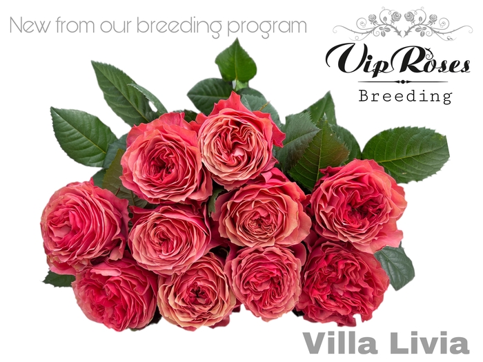 <h4>R GR OV VIP NEW VILLA LIVIA</h4>