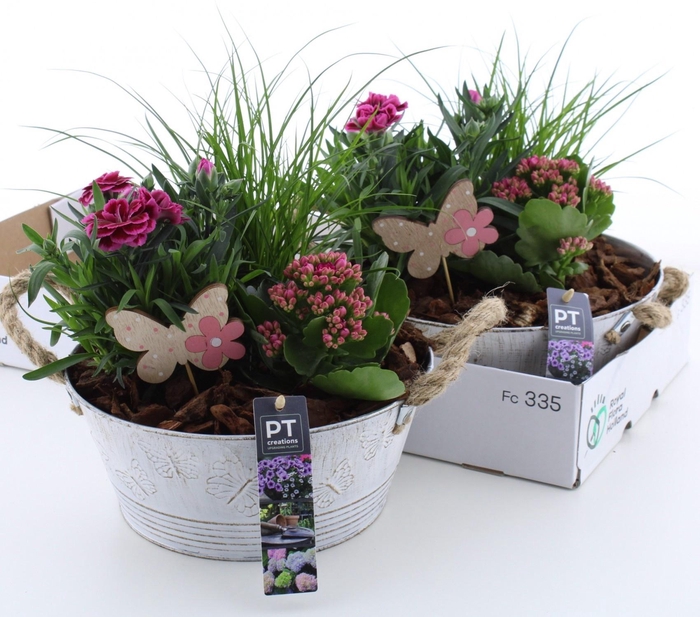 <h4>ARR TUINPLANTEN</h4>