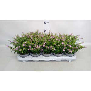 Cuphea hyssop.