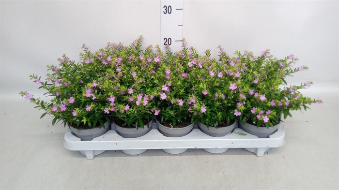 <h4>Cuphea hyssop.</h4>