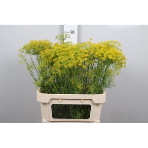 Anet Graveolens