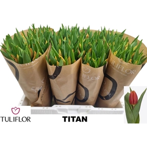 TU EN TITAN