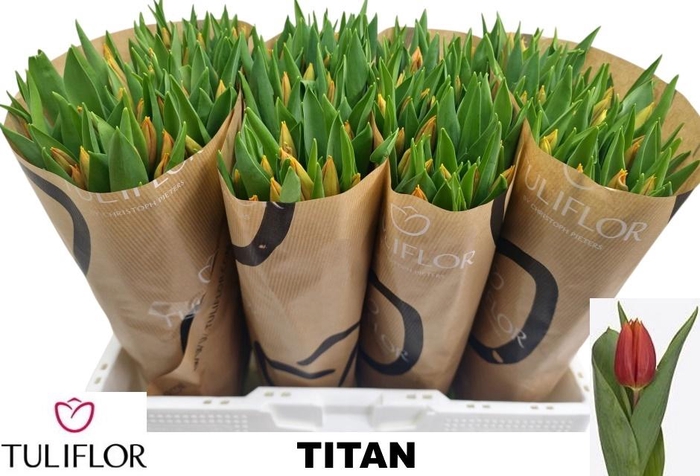 <h4>TU EN TITAN</h4>