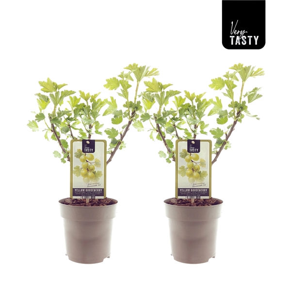 <h4>Ribes Hinnonmaki Gul</h4>