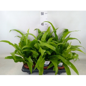 Asplenium antiquum