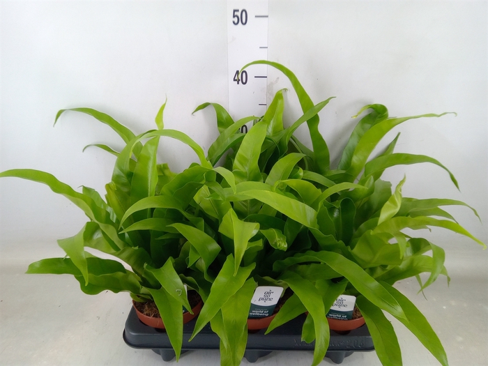 <h4>Asplenium antiquum</h4>