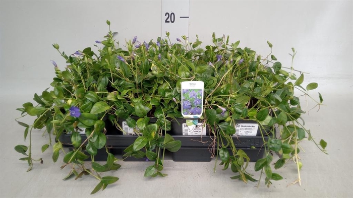 <h4>Vinca minor</h4>