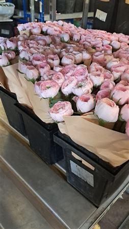 <h4>Ran Suc Hanoi Sup</h4>