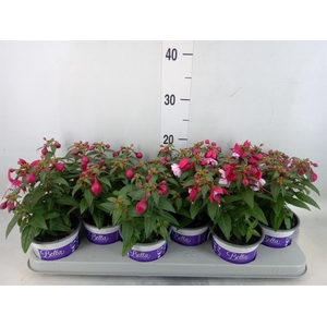 Fuchsia  'Bella Fuchsia Soila'