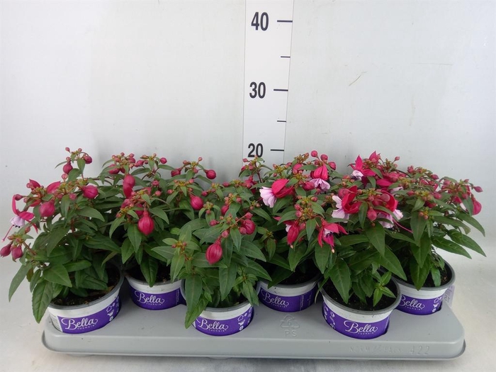 <h4>Fuchsia  'Bella Fuchsia Soila'</h4>